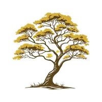 Vietnamese Golden Cypress Tree Outline vector
