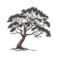 Bold Outline West Indian Mahogany Tree vector