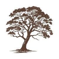 West Indian Mahogany Tree Bold Outline vector