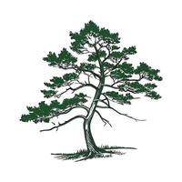 Bold Outline Western White Pine Tree vector