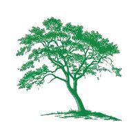 Outline of Wild Tamarind Tree Design vector