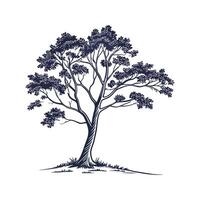 Sassafras Albidum Tree Bold Outline vector