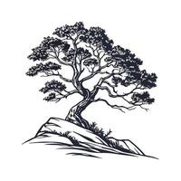 Bold Outline Rocky Mountain Juniper Tree vector