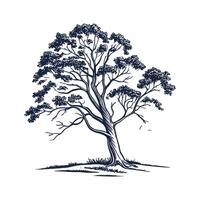 Shagbark Hickory Tree Bold Outline vector