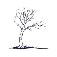 Outline of Silver Birch Tree Design vector