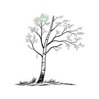 Silver Birch Tree Bold Outline Design vector