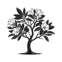 Bold Outline Sweet Bay Magnolia Tree vector