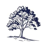 Outline of Southern Sugar Maple Tree Design vector