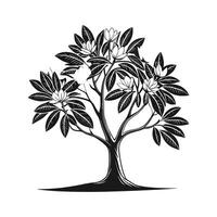 Sweet Bay Magnolia Tree Bold Outline vector