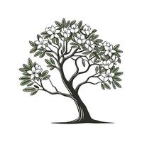 Outline of Sweet Bay Magnolia Tree vector