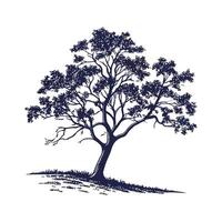 Bold Outline Walnut Tree vector