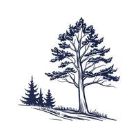 Outline of White Fir Tree vector