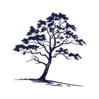 Outline of White Mulberry Tree vector