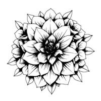Exquisite Black and White Botanical Illustration A Detailed, Stylized Dahlia, showcasing intricate petal patterns and symmetrical arrangement on a pure white background. vector