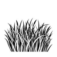 Artistic Monochrome Illustration of Lush Grass Blades and Reeds Against a Plain White Backdrop, Showcasing Depth and Texture. vector
