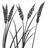Intricate Pen and Ink Rendering of Tall Wild Grasses with Feathered Seed Heads Against a Blank White Canvas vector