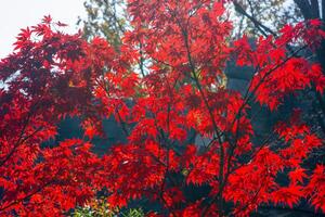 Red leaves illuminated by morning sunlight in a garden, autumn with sky background. photo