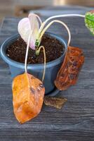 Problems in cultivation on sheet of aglaonema - leaves affected black rot, overflow of plant, rotting of roots photo
