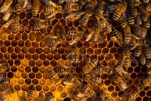Bees sit on honeycombs with honey in a bee frame in beehive close-up. Beekeeping, sealing honeycombs with wax and pouring honey, breeding and keeping bees photo