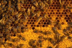 Bees sit on honeycombs with honey i bee frame in a beehive close-up. Beekeeping, sealing honeycombs with wax and pouring honey, breeding and keeping bees photo