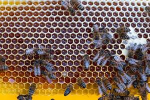 Bees sit on honeycombs with honey in bee frame beehive close-up. Beekeeping, sealing honeycombs with wax and pouring honey, breeding and keeping bees photo