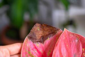 Problems cultivation on red sheet of aglaonema - leaves affected by black rot, overflow of plant, rotting of roots photo