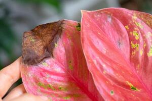 Problems in cultivation on red sheet aglaonema - leaves affected by black rot, overflow of plant, rotting of roots photo