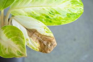 Problems in cultivation on sheet of aglaonema - leaves affected by black rot, overflow of plant, rotting roots photo