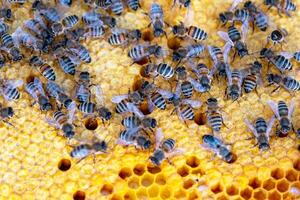 Bees sit on honeycombs with honey bee frame in a beehive close-up. Beekeeping, sealing honeycombs with wax and pouring honey, breeding and keeping bees photo