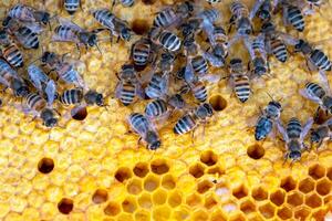 Bees sit on honeycombs with honey in a bee frame beehive close-up. Beekeeping, sealing honeycombs with wax and pouring honey, breeding and keeping bees photo
