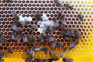 Bees sit honeycombs with honey in a bee frame in a beehive close-up. Beekeeping, sealing honeycombs with wax and pouring honey, breeding and keeping bees photo