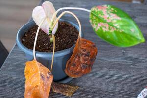 Problems in cultivation on sheet aglaonema - leaves affected by black rot, overflow of plant, rotting of roots photo