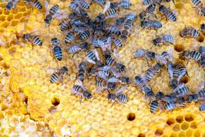 Bees sit on honeycombs with honey in bee frame in a beehive close-up. Beekeeping, sealing honeycombs with wax and pouring honey, breeding and keeping bees photo