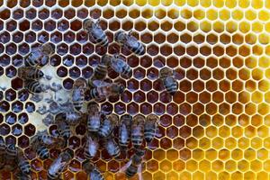 Bees sit on honeycombs with honey in a bee frame i a beehive close-up. Beekeeping, sealing honeycombs with wax and pouring honey, breeding and keeping bees photo