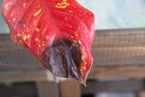 Problems in cultivation on red sheet of aglaonema - leaves affected by black rot, overflow plant, rotting of roots photo