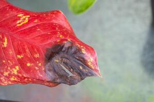 Problems in cultivation red sheet of aglaonema - leaves affected by black rot, overflow of plant, rotting of roots photo