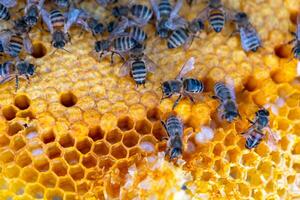 Bees sit on honeycombs honey in a bee frame in a beehive close-up. Beekeeping, sealing honeycombs with wax and pouring honey, breeding and keeping bees photo