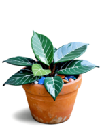 Cast Iron Plant Leaf, dark green and glossy, elegantly placed in a terracotta pot, surrounded by colorful pebbles, creating png