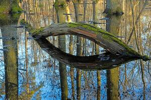 Moss covered fallen tree in a flooded forest in Monchbruch nature reserve 13 photo