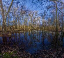 A serene forest pond reflecting the surrounding leafless trees in Moenchsbruch nature reserve 5 photo