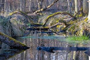 Tranquil forest stream flowing through Moenchbruch nature reserve 6 photo