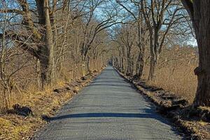 Tree lined road creating a natural tunnel in Moenchbruch natural reserve 12 photo