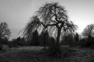 A dramatic leafless tree in black and white, creating a moody and eerie atmosphere photo