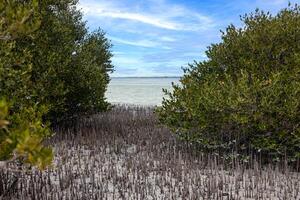 Mangrove beach with exposed roots and sandy coastal ecosystem 1 photo