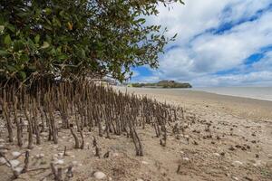 Mangrove beach with exposed roots and sandy coastal ecosystem 4 photo