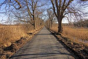 Tree lined road creating a natural tunnel in Moenchbruch natural reserve 18 photo