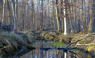 Tranquil forest stream flowing through Moenchbruch nature reserve 1 photo