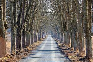 Tree lined road creating a natural tunnel in Moenchbruch natural reserve 4 photo