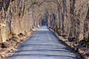 Tree lined road creating a natural tunnel in Moenchbruch natural reserve 20 photo