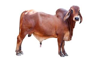 Cow,Side view of full body standing of Red cow, Beef cattle breeder, american brahman red on the ground, Brahman Cow isolated white background with clipping path photo
